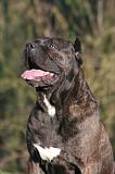CANE CORSO 1428